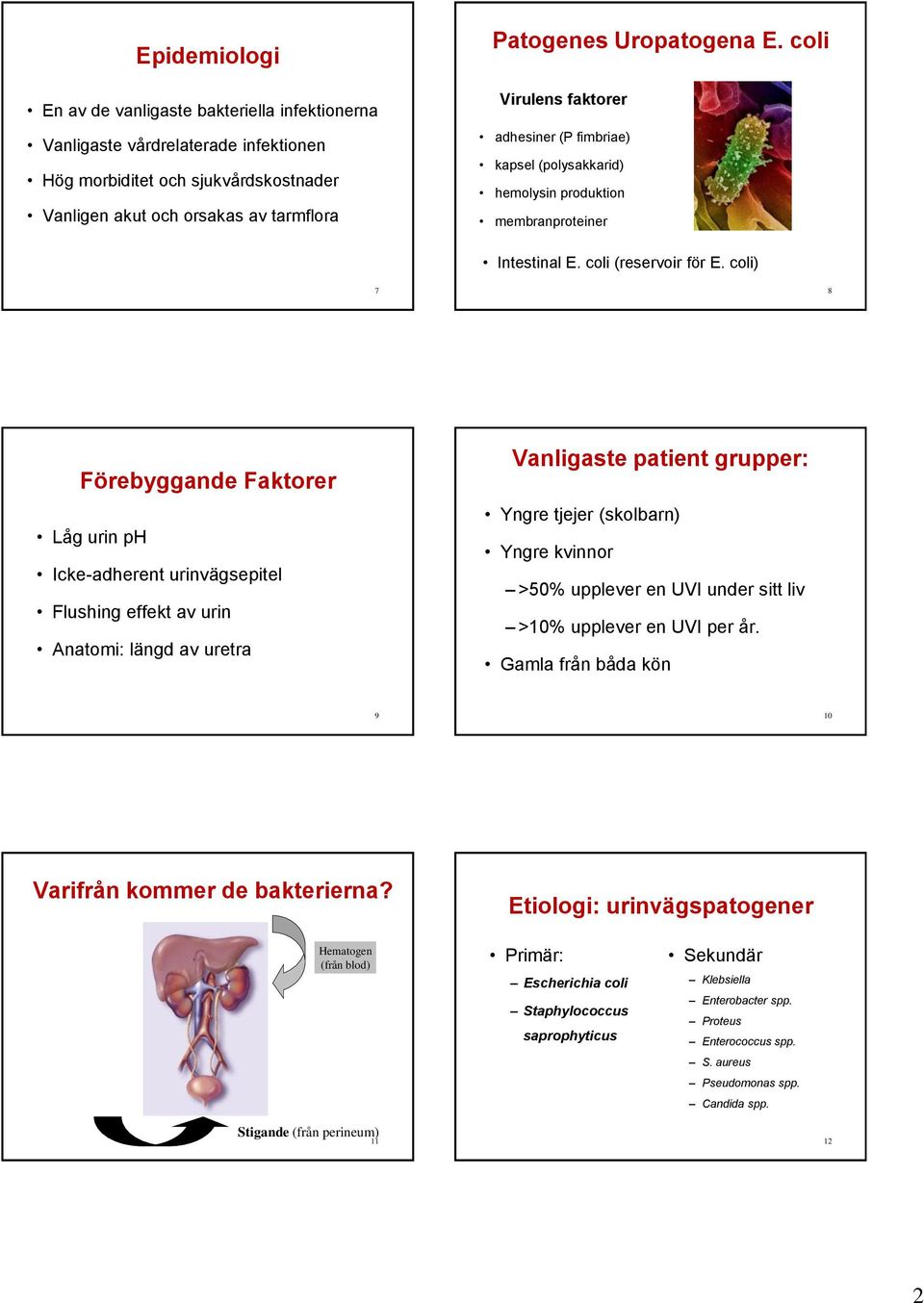 coli) 7 8 Förebyggande Faktorer Låg urin ph Icke-adherent urinvägsepitel Flushing effekt av urin Anatomi: längd av uretra Vanligaste patient grupper: Yngre tjejer (skolbarn) Yngre kvinnor >50%