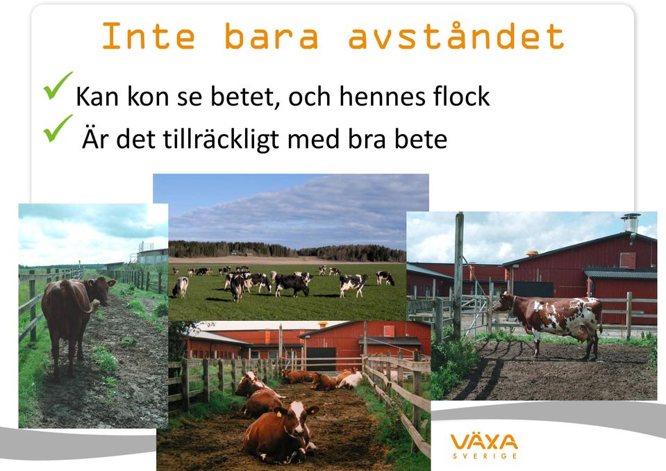 hennes flock Är det