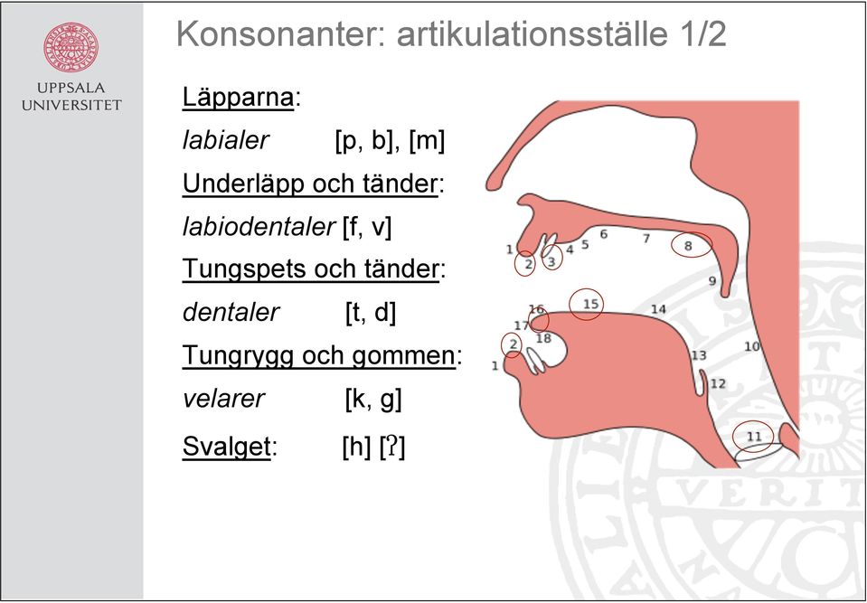 labiodentaler [f, v] Tungspets och tänder: