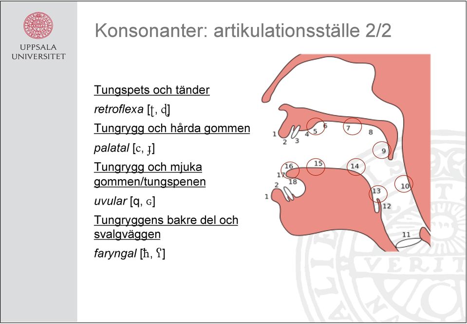 palatal [, ɟ] Tungrygg och mjuka gommen/tungspenen