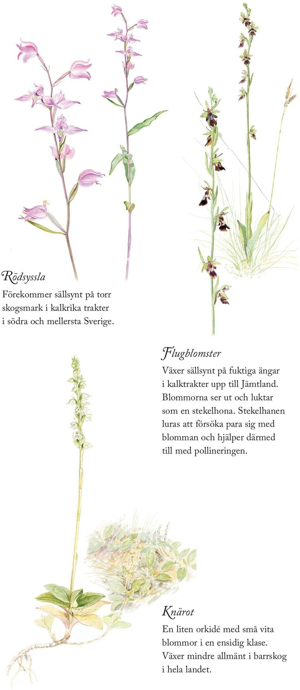 Väldoftande och sällsynt orkidé som växer på ängsmark i kalktrakter i nordvästra Sverige. Kärrknipprot Förekommer sällsynt i kalkkärr och på fuktängar. Är mer vanlig på Öland och Gotland.