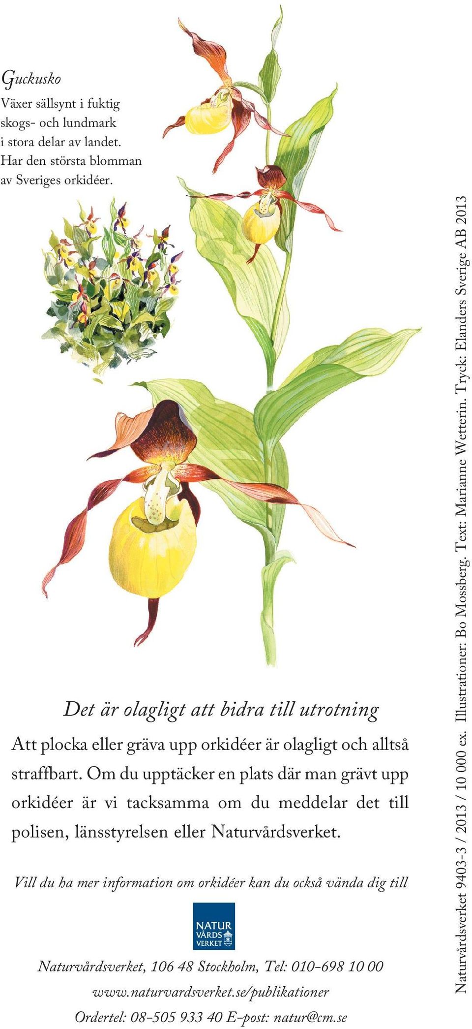 Väldoftande och sällsynt orkidé som växer på ängsmark i kalktrakter i nordvästra Sverige. Kärrknipprot Förekommer sällsynt i kalkkärr och på fuktängar. Är mer vanlig på Öland och Gotland.