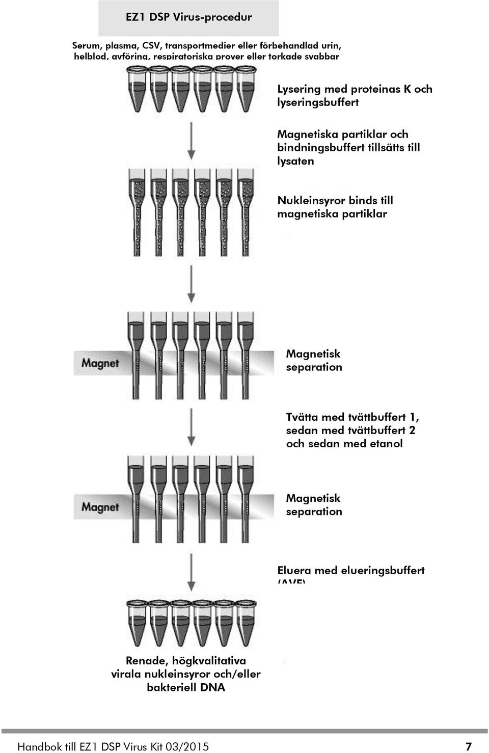 till magnetiska partiklar Magnetisk separation Tvätta med tvättbuffert 1, sedan med tvättbuffert 2 och sedan med etanol Magnetisk