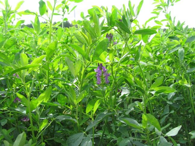 Bakgrund Blålusernen som hör till världens mest odlade foderväxter är en mycket effektiv kväveproducent ( t.o.m. över 200 kg N/ha och år) och strukturförbättrare.