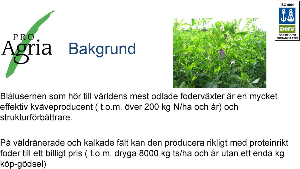 På väldränerade och kalkade fält kan den producera rikligt med proteinrikt foder