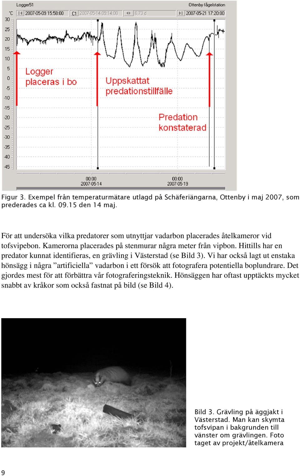 Hittills har en predator kunnat identifieras, en grävling i Västerstad (se Bild 3).
