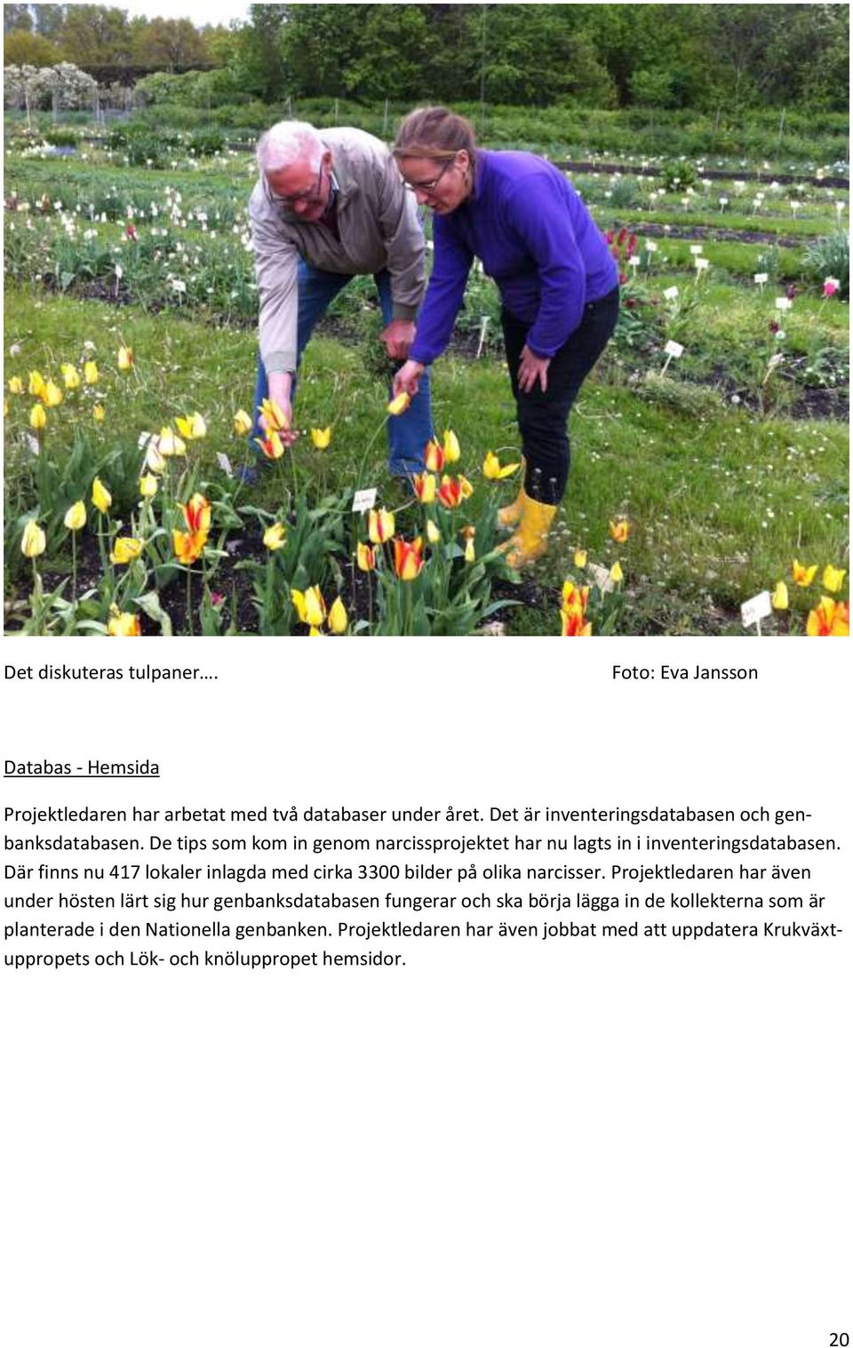 Där finns nu 417 lokaler inlagda med cirka 3300 bilder på olika narcisser.