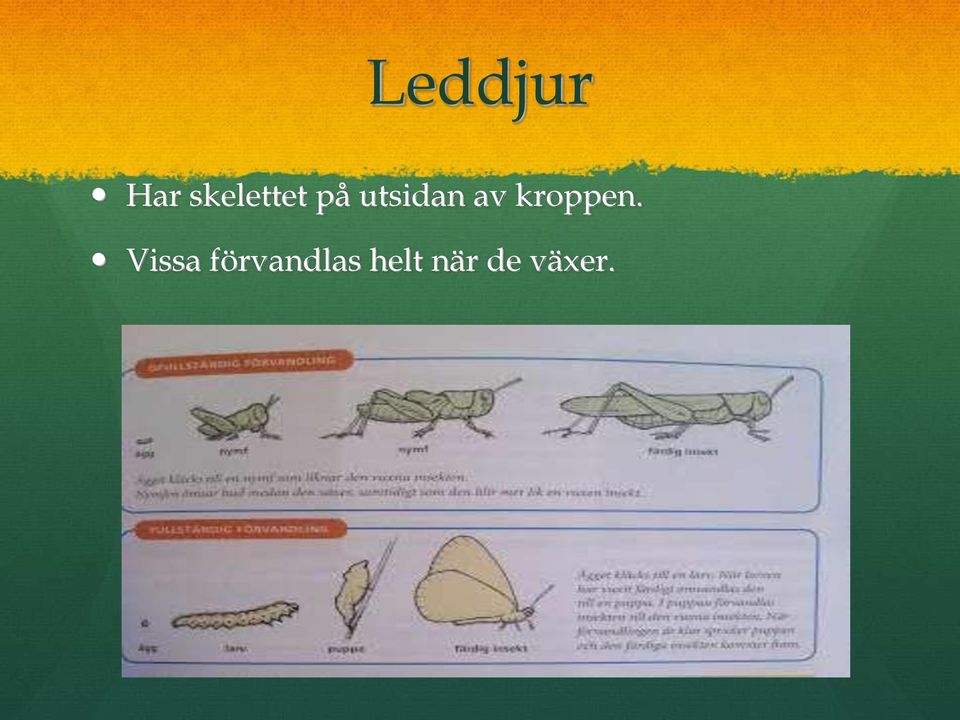 utsidan av kroppen.