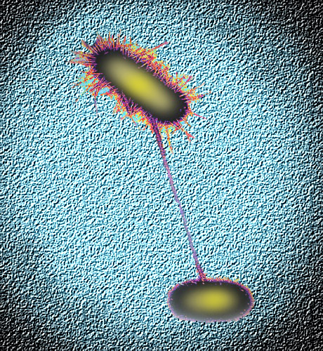 coli som saknar gener för att bilda fimbrier Kliniskt exempel på spridning mellan bakterier Det första fallet av: meticillin-resistent vankomycin-resistent Staphylococcus aureus 1961: MRSA