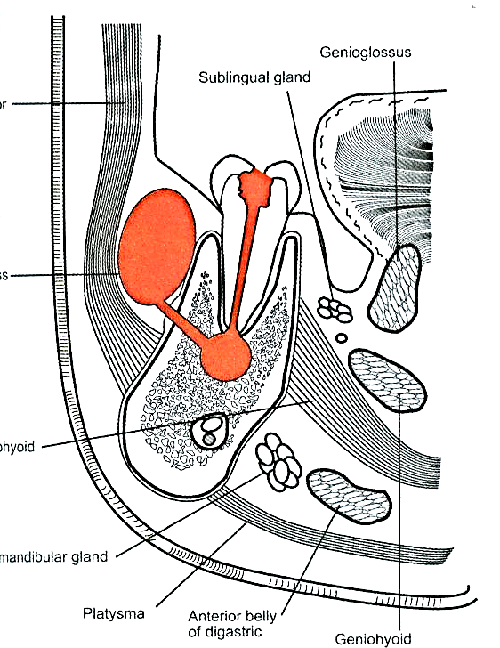 strukturer Låg risk Moderat risk Hög risk Extrem risk Överväg remittering Remittera Fascit Orbital t Infraorbitalt Vestibulärt Sublingual Buccalt Submasseter Submandibulär Submental Danger space