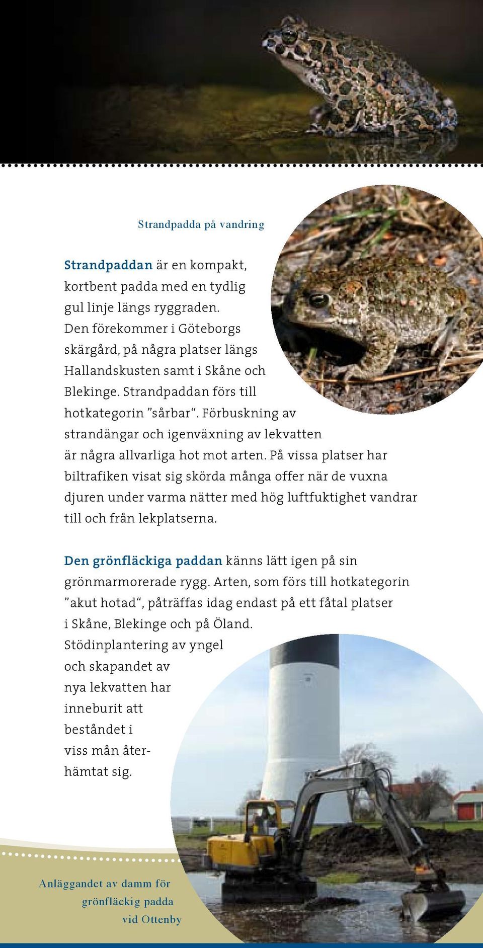 Förbuskning av strandängar och igenväxning av lekvatten är några allvarliga hot mot arten.