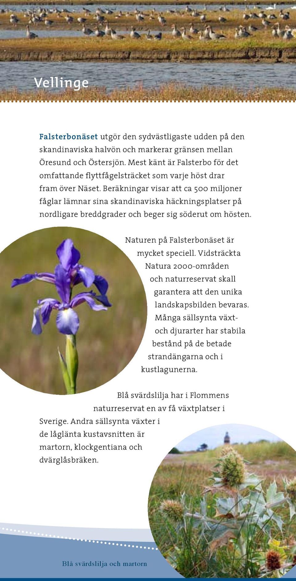 Beräkningar visar att ca 500 miljoner fåglar lämnar sina skandinaviska häckningsplatser på nordligare breddgrader och beger sig söderut om hösten. Naturen på Falsterbonäset är mycket speciell.