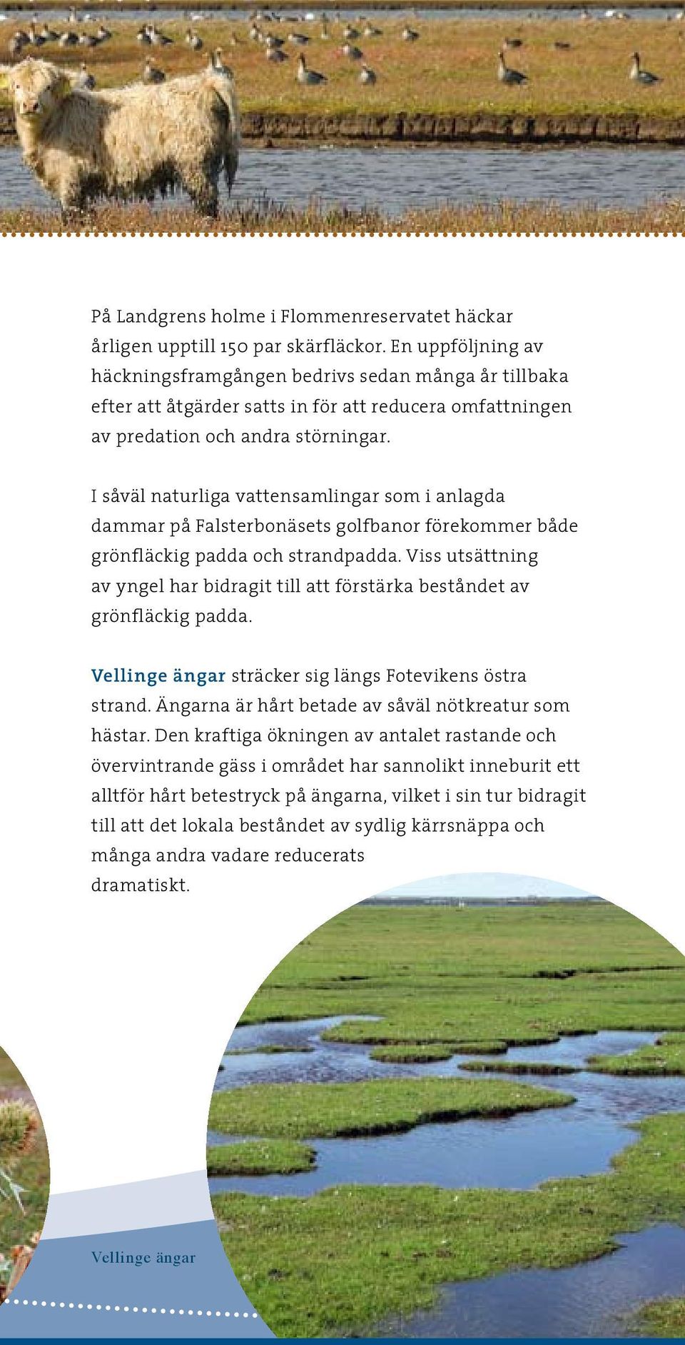 I såväl naturliga vattensamlingar som i anlagda dammar på Falsterbonäsets golfbanor förekommer både grönfläckig padda och strandpadda.