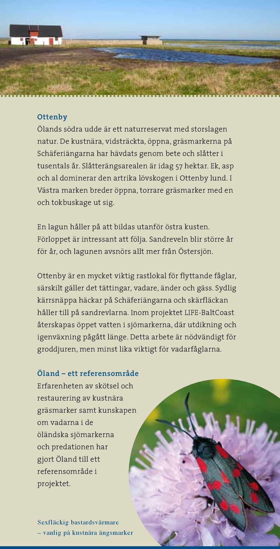 En lagun håller på att bildas utanför östra kusten. Förloppet är intressant att följa. Sandreveln blir större år för år, och lagunen avsnörs allt mer från Östersjön.