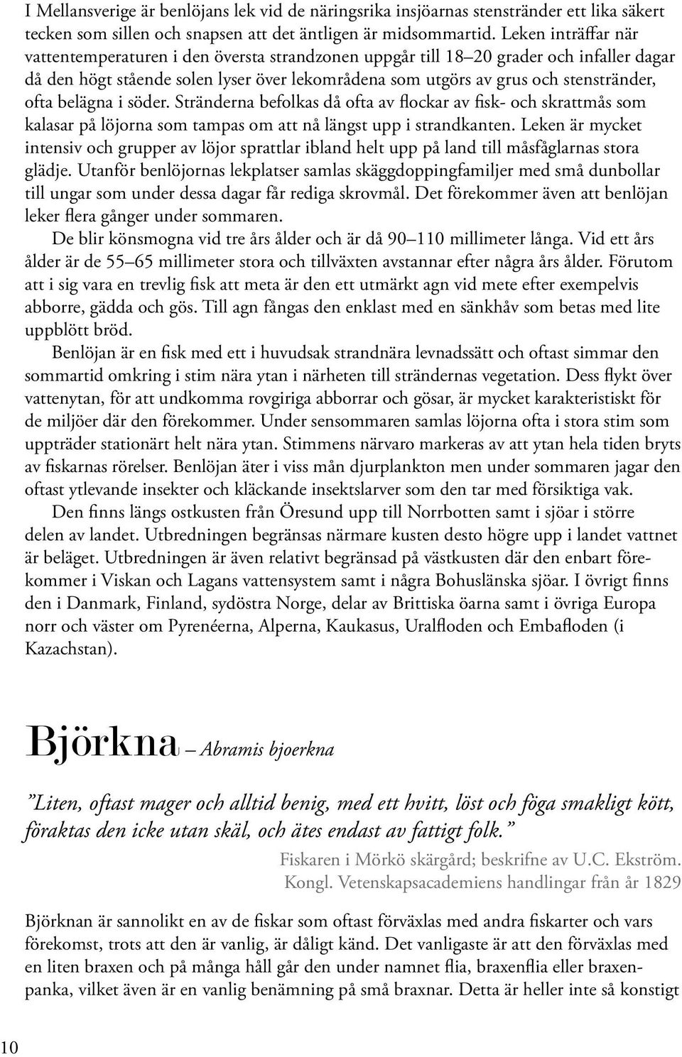 belägna i söder. Stränderna befolkas då ofta av flockar av fisk- och skrattmås som kalasar på löjorna som tampas om att nå längst upp i strandkanten.