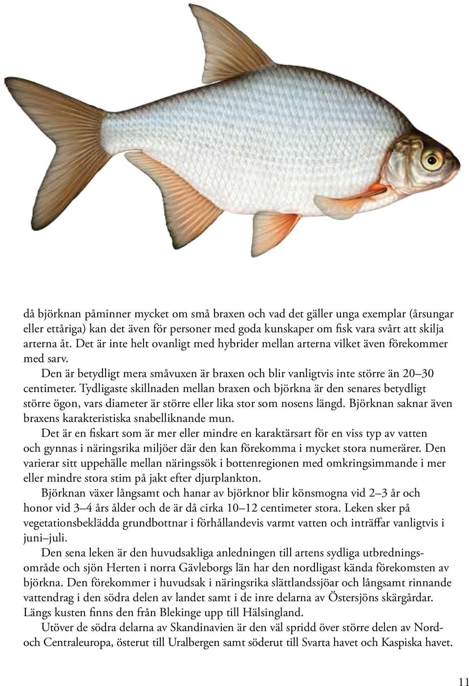 Tydligaste skillnaden mellan braxen och björkna är den senares betydligt större ögon, vars diameter är större eller lika stor som nosens längd.