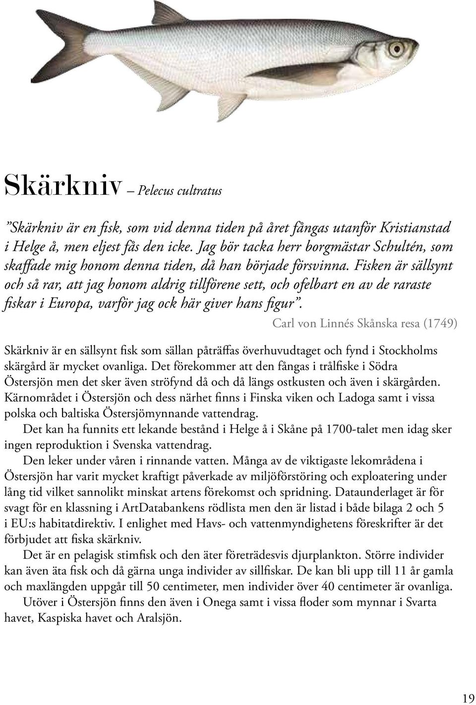 Fisken är sällsynt och så rar, att jag honom aldrig tillförene sett, och ofelbart en av de raraste fiskar i Europa, varför jag ock här giver hans figur.