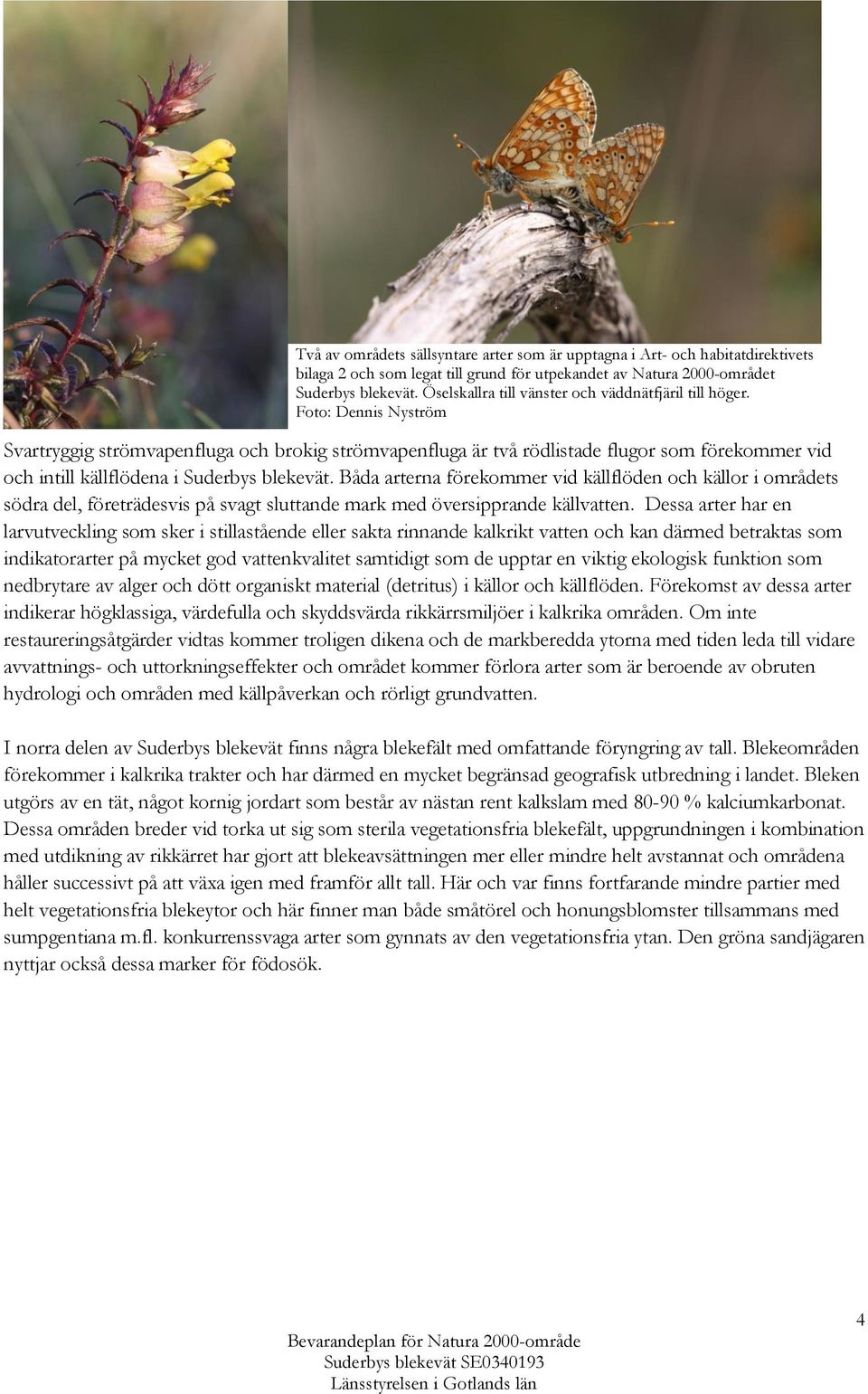 Foto: Dennis Nyström Svartryggig strömvapenfluga och brokig strömvapenfluga är två rödlistade flugor som förekommer vid och intill källflödena i Suderbys blekevät.
