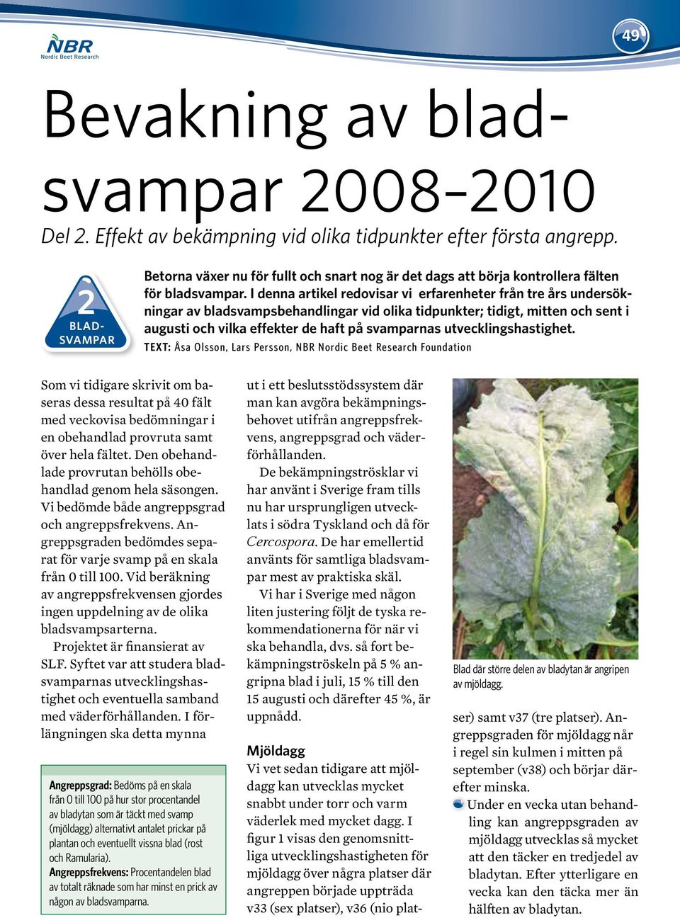 I denna artikel redovisar vi erfarenheter från tre års undersökningar av bladsvampsbehandlingar vid olika tidpunkter; tidigt, mitten och sent i augusti och vilka effekter de haft på svamparnas