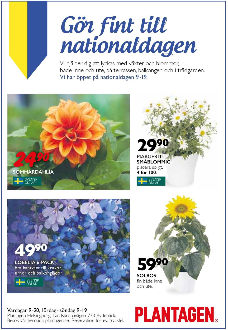 4 för 100, SVENSK ODLAD 49 90 LOBELIA 6-PACK bra kantväxt till krukor, urnor och balkonglådor.