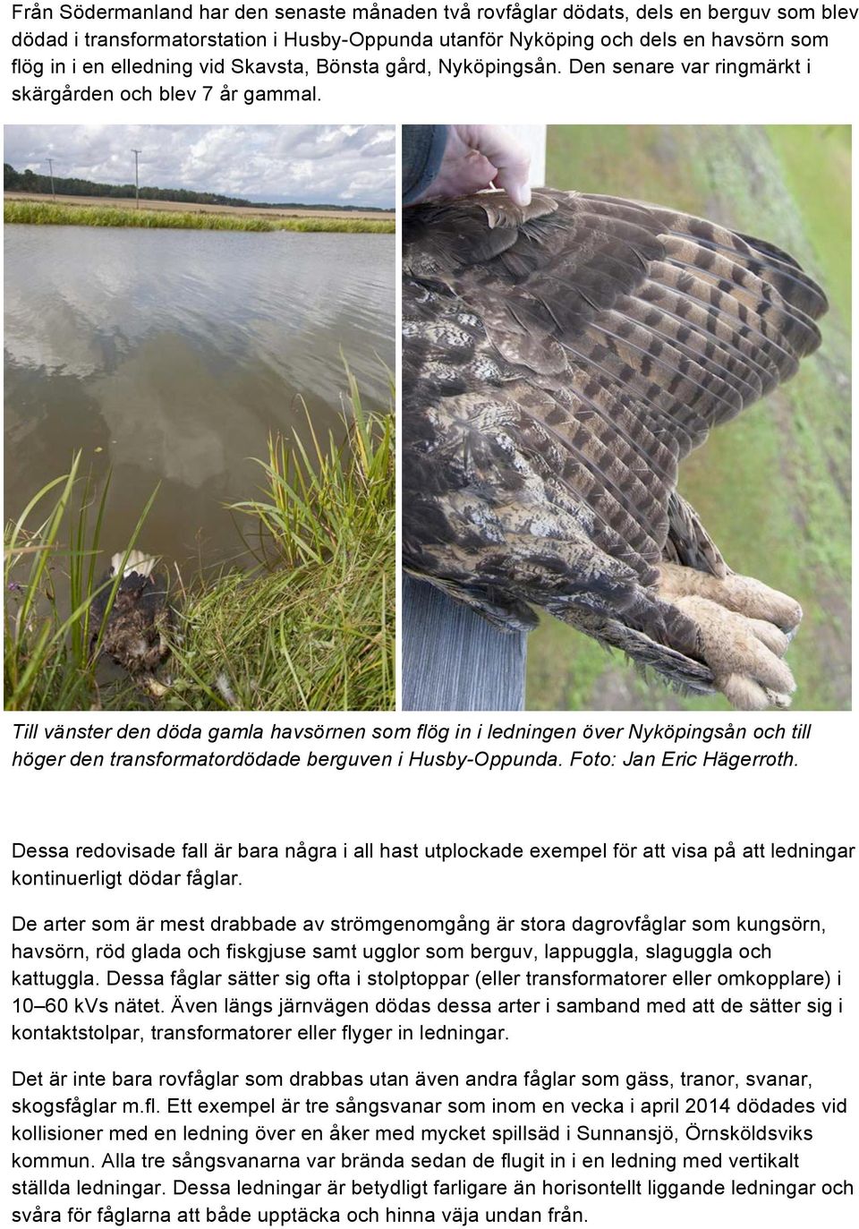 Till vänster den döda gamla havsörnen som flög in i ledningen över Nyköpingsån och till höger den transformatordödade berguven i Husby-Oppunda. Foto: Jan Eric Hägerroth.