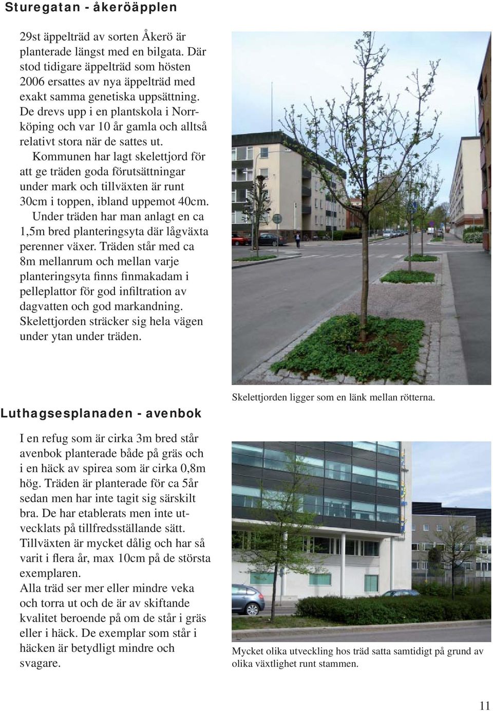 De drevs upp i en plantskola i Norrköping och var 10 år gamla och alltså relativt stora när de sattes ut.