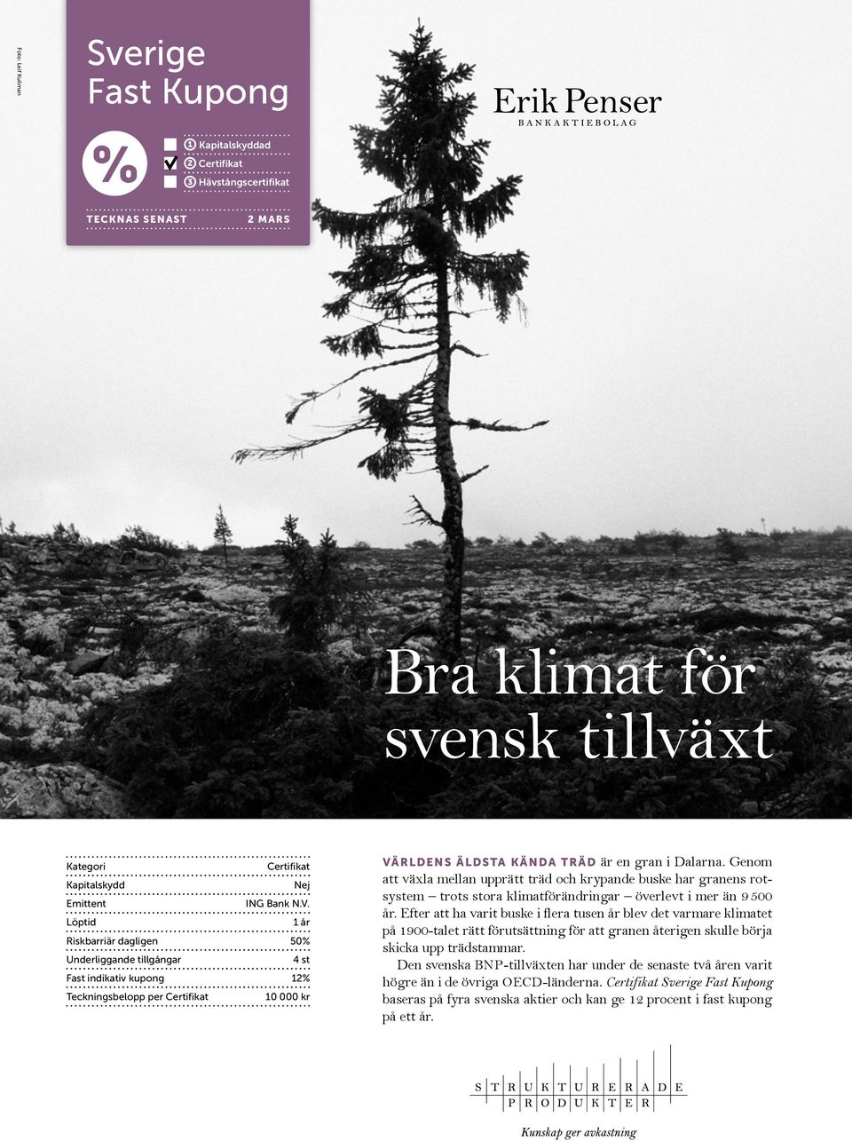 Genom att växla mellan upprätt träd och krypande buske har granens rotsystem trots stora klimatförändringar överlevt i mer än 9 500 år.