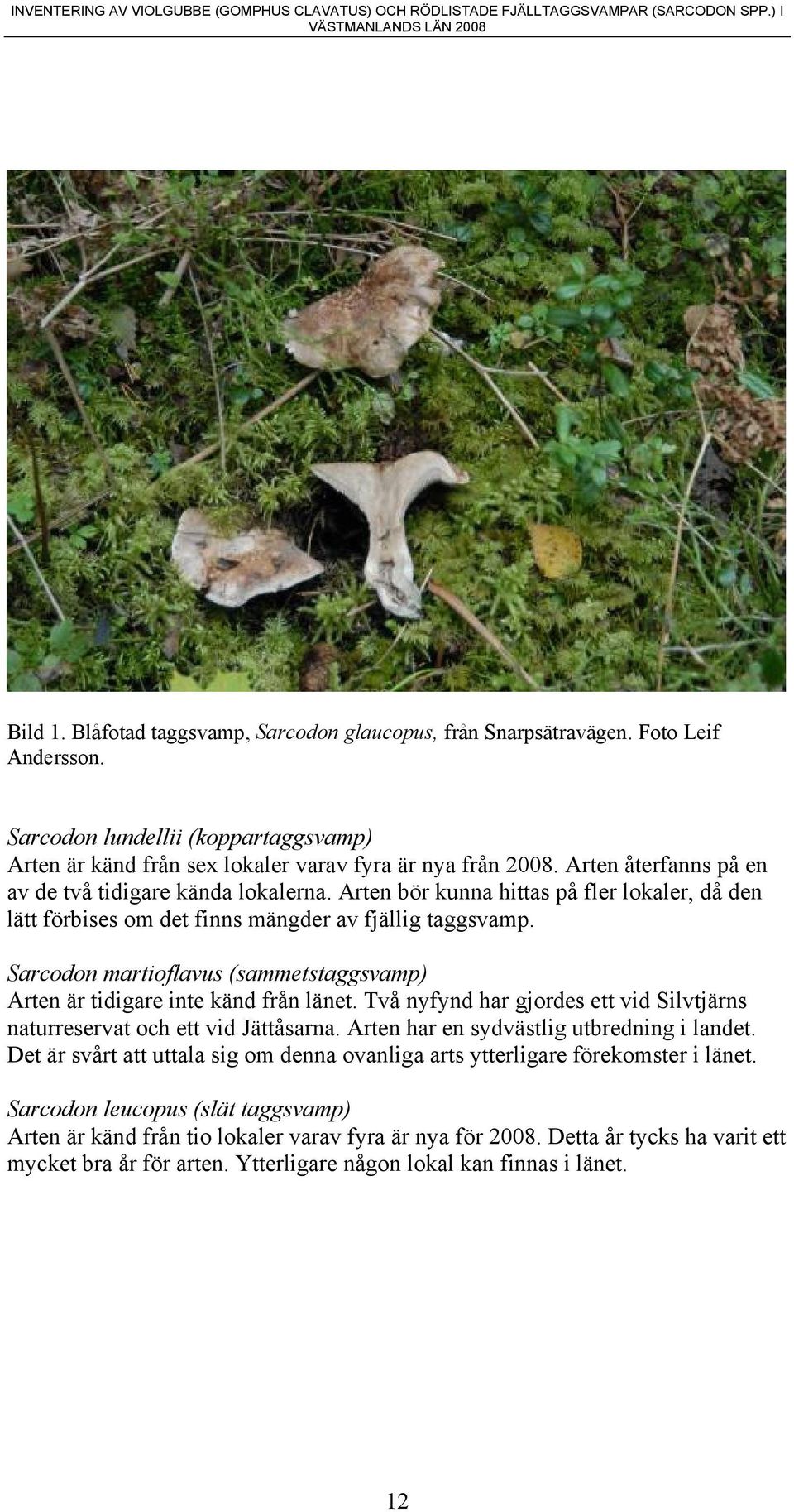 Sarcodon martioflavus (sammetstaggsvamp) Arten är tidigare inte känd från länet. Två nyfynd har gjordes ett vid Silvtjärns naturreservat och ett vid Jättåsarna.