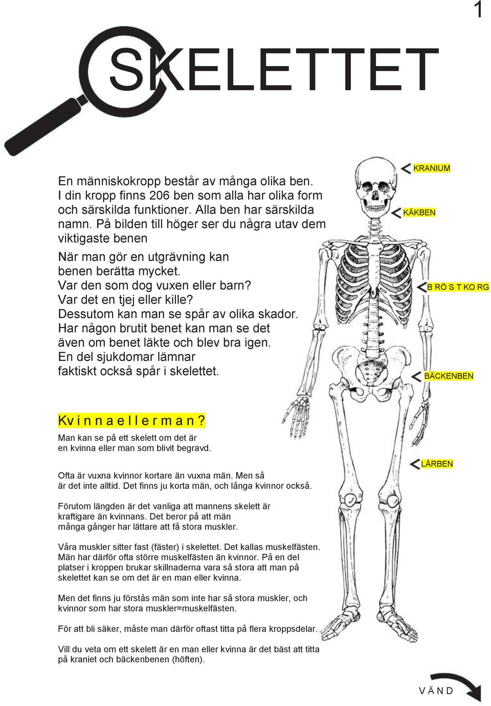 Dessutom kan man se spår av olika skador. Har någon brutit benet kan man se det även om benet läkte och blev bra igen. En del sjukdomar lämnar faktiskt också spår i skelettet.