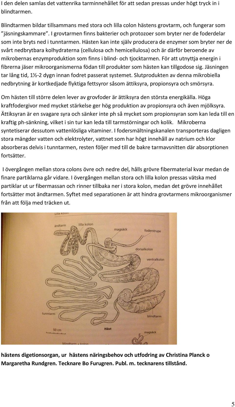 I grovtarmen finns bakterier och protozoer som bryter ner de foderdelar som inte bryts ned i tunntarmen.