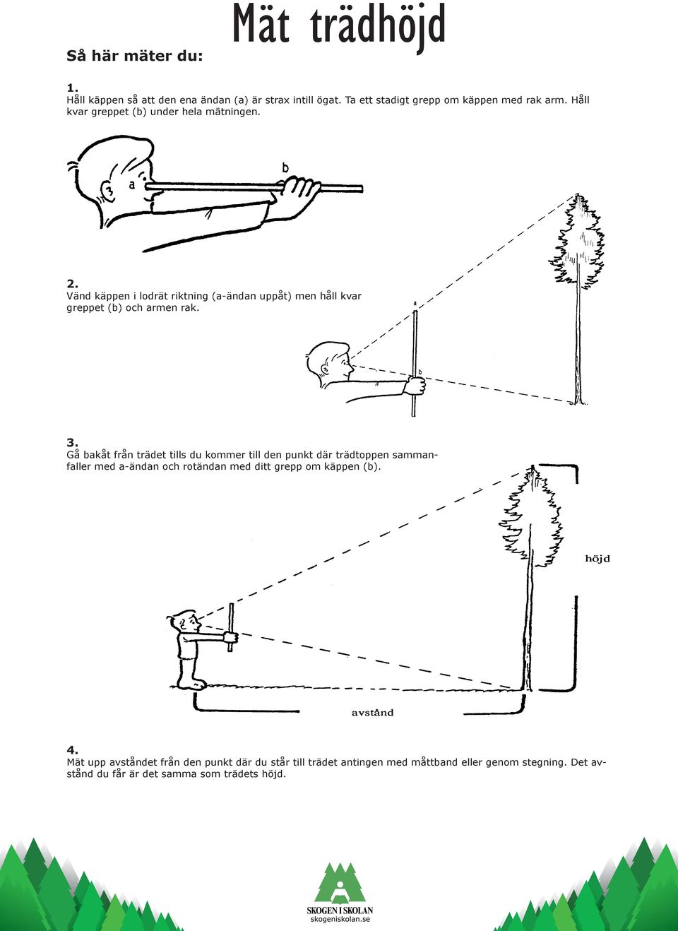 Gå bakåt från trädet tills du kommer till den punkt där trädtoppen sammanfaller med a-ändan och rotändan med ditt grepp om käppen (b). 4.