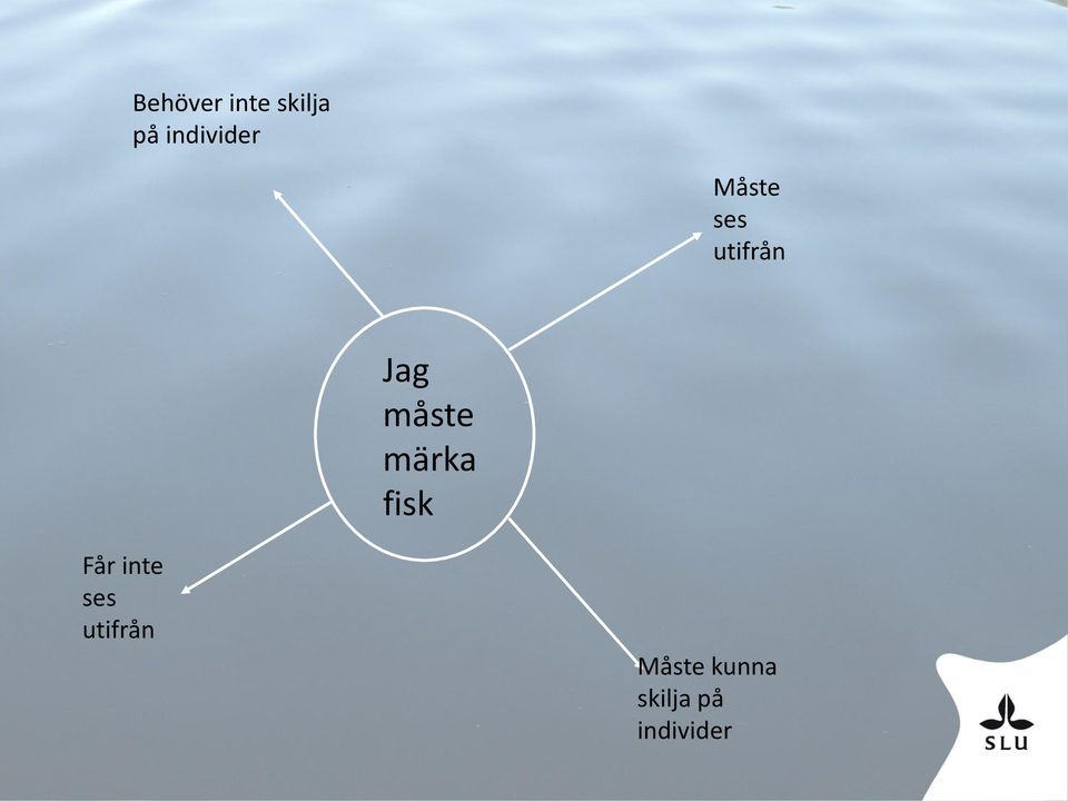Jag måste märka fisk Får inte