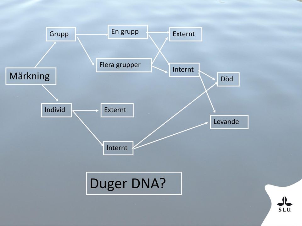 Internt Död Individ