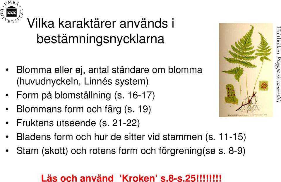 19) Fruktens utseende (s. 21-22) Bladens form och hur de sitter vid stammen (s.