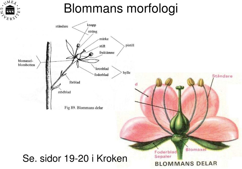 Se. sidor