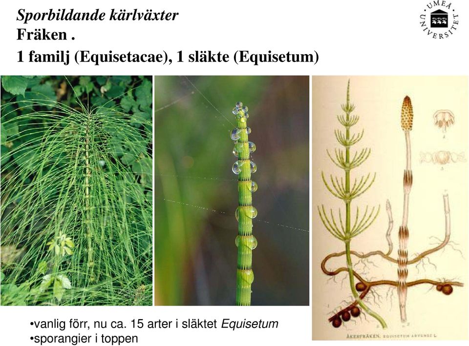 (Equisetum) vanlig förr, nu ca.