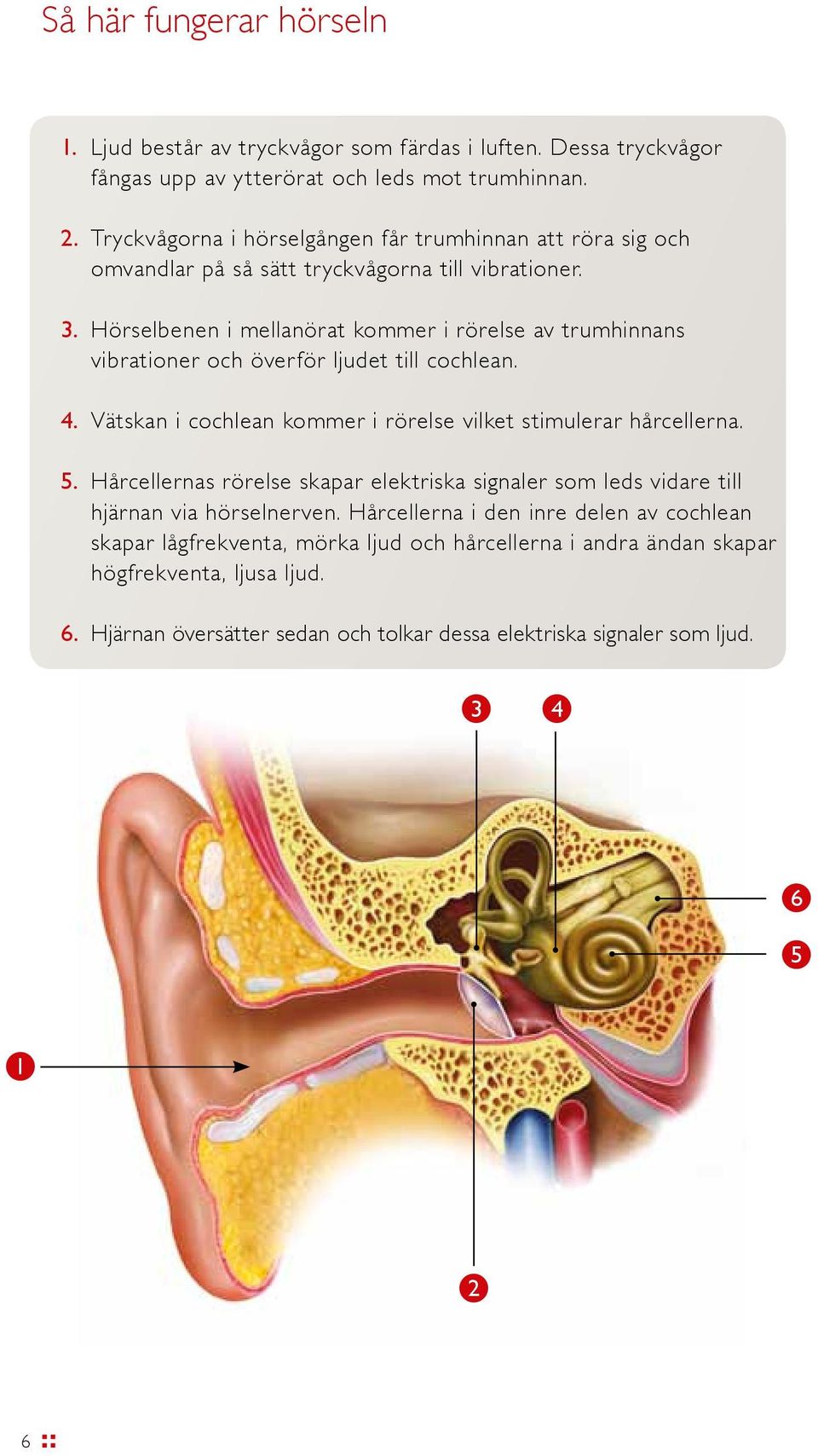 Hörselbenen i mellanörat kommer i rörelse av trumhinnans vibrationer och överför ljudet till cochlean. 4. Vätskan i cochlean kommer i rörelse vilket stimulerar hårcellerna. 5.