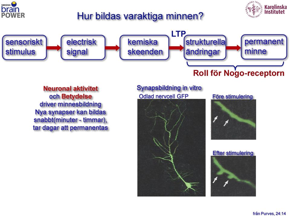 minne Roll för Nogo-receptorn Neuronal aktivitet och Betydelse driver minnesbildning Nya