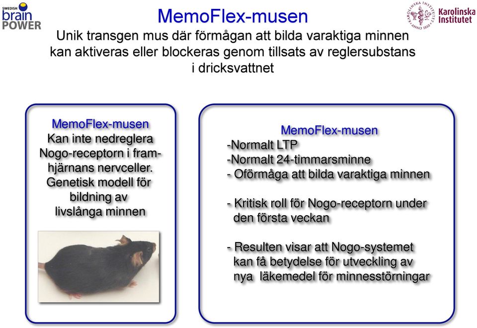 Genetisk modell för bildning av livslånga minnen MemoFlex-musen -Normalt LTP -Normalt 24-timmarsminne - Oförmåga att bilda varaktiga