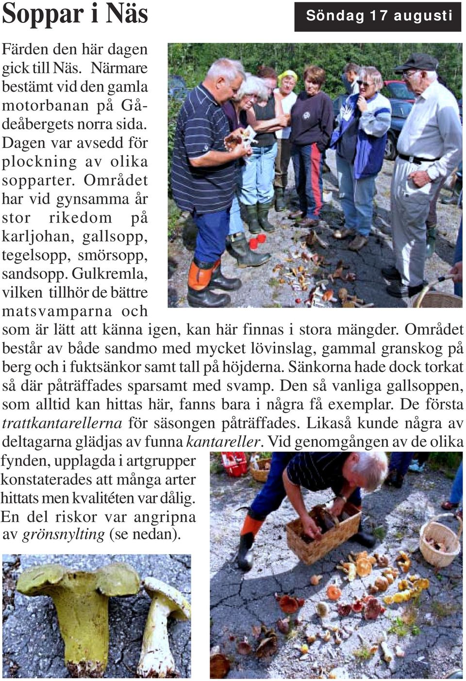 Gulkremla, vilken tillhör de bättre matsvamparna och som är lätt att känna igen, kan här finnas i stora mängder.