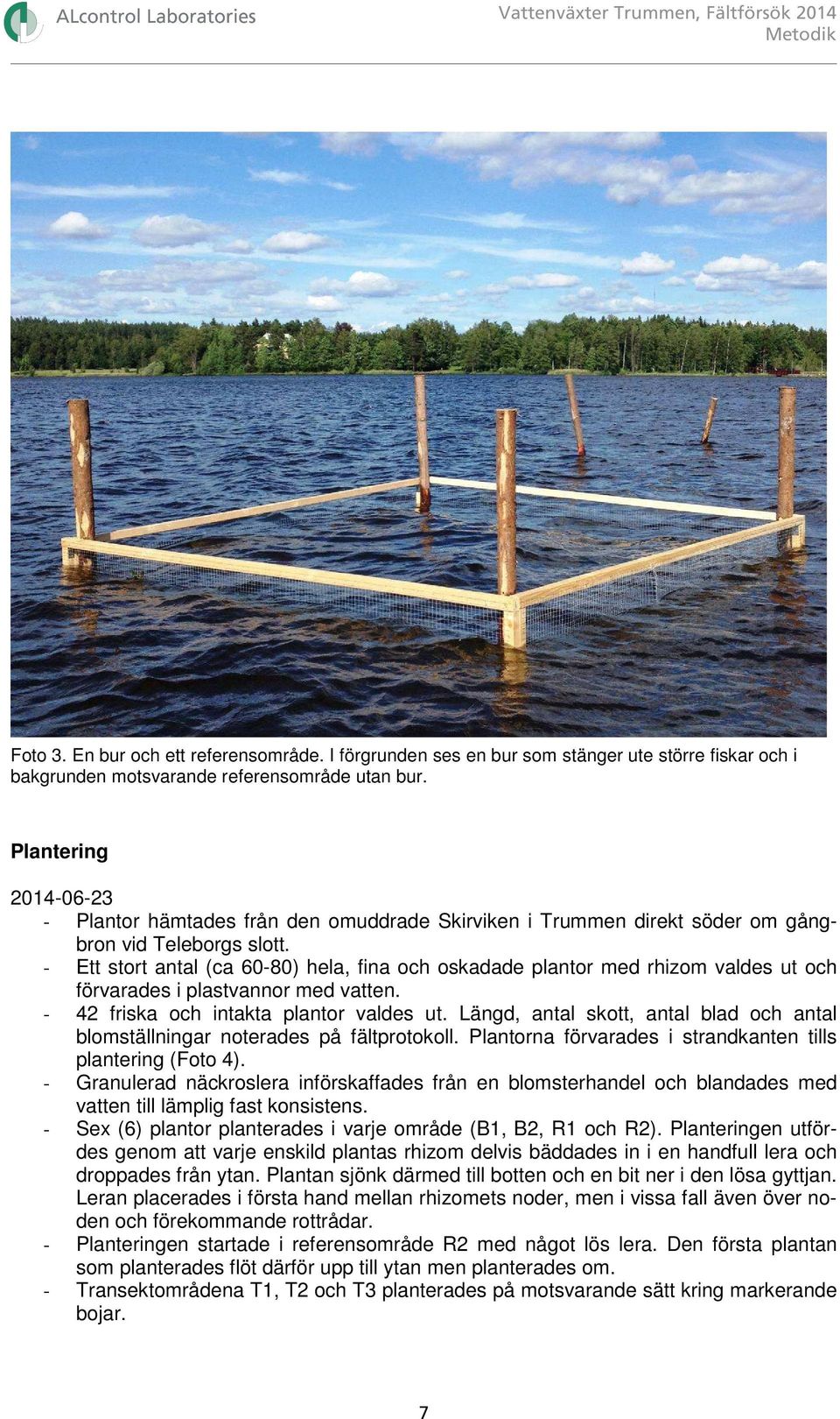 - Ett stort antal (ca 60-80) hela, fina och oskadade plantor med rhizom valdes ut och förvarades i plastvannor med vatten. - 42 friska och intakta plantor valdes ut.
