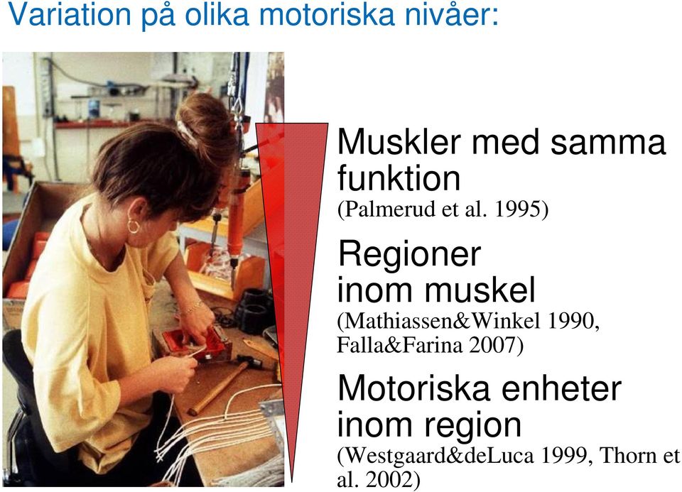 1995) Regioner inom muskel (Mathiassen&Winkel 1990,