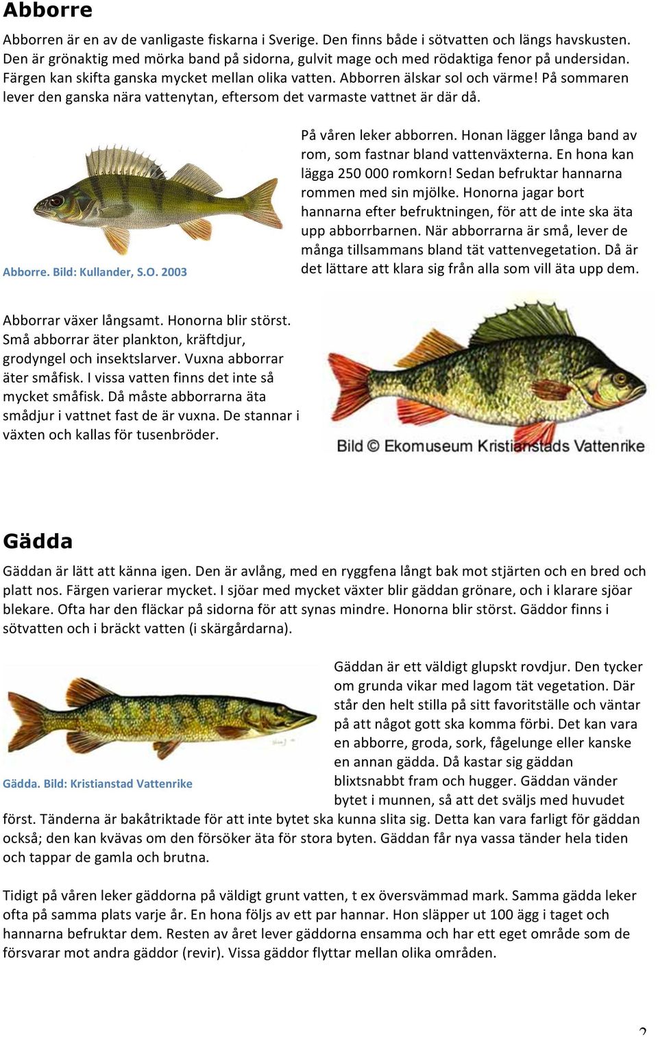 På sommaren lever den ganska nära vattenytan, eftersom det varmaste vattnet är där då. Abborre. Bild: Kullander, S.O. 2003 På våren leker abborren.