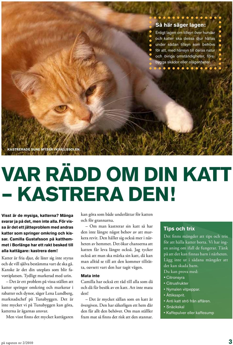 För vissa är det ett jätteproblem med andras katter som springer omkring och kissar. Camilla Gustafsson på katthemmet i Borlänge har ett rakt besked till alla kattägare: kastrera dem!