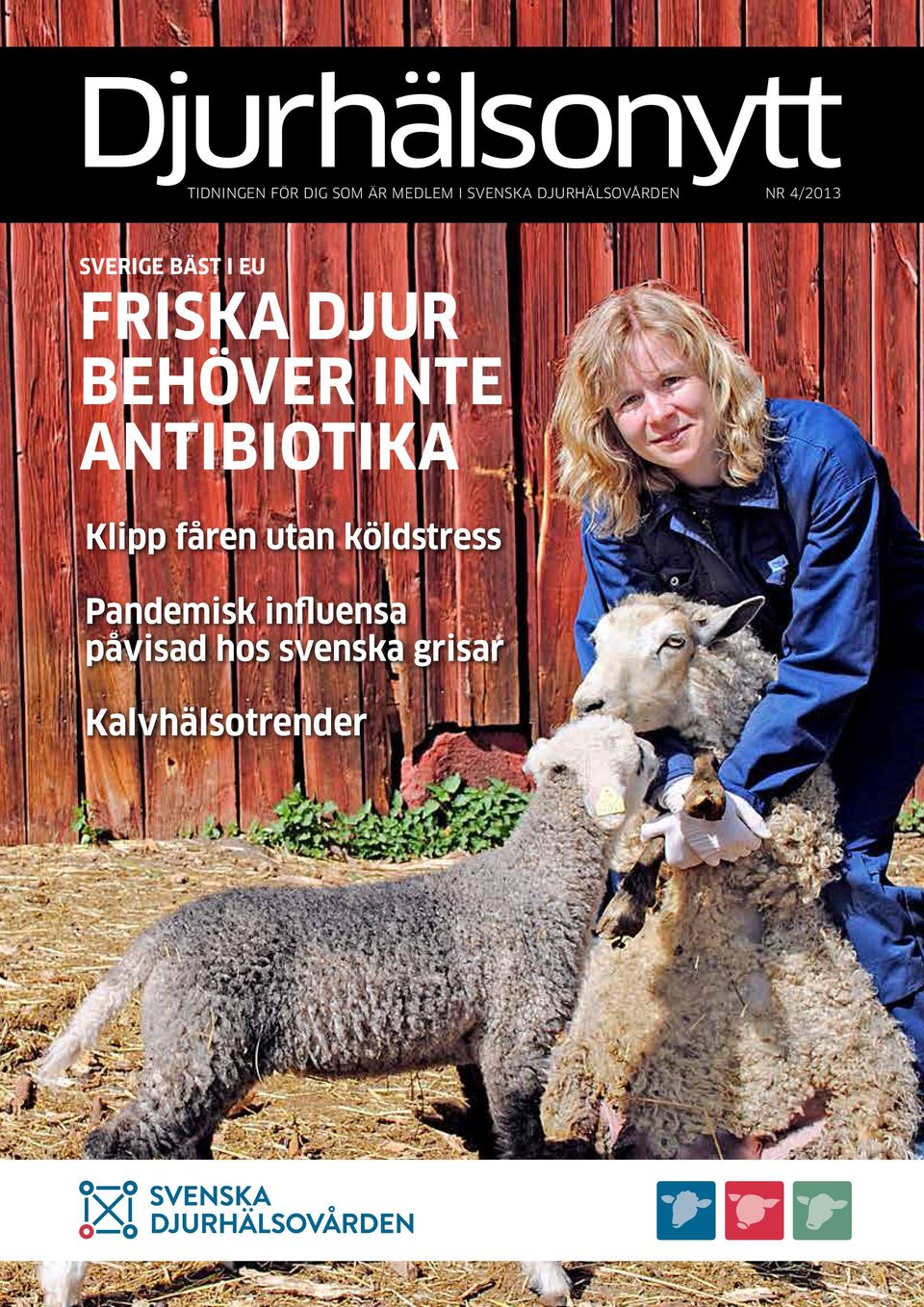 djur behöver inte antibiotika Klipp fåren utan