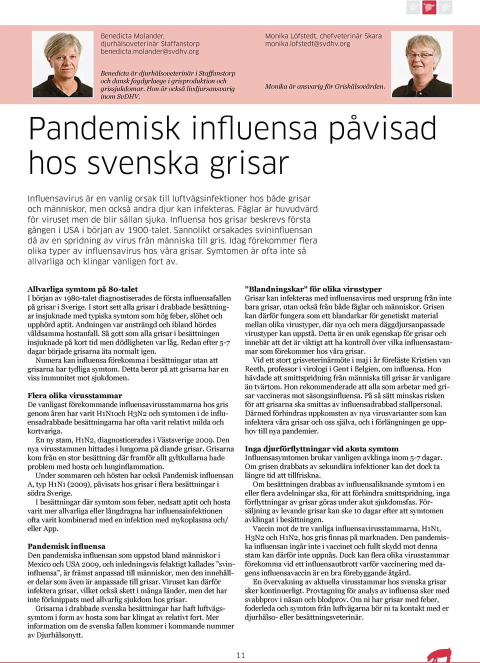 Pandemisk influensa påvisad hos svenska grisar Influensavirus är en vanlig orsak till luftvägsinfektioner hos både grisar och människor, men också andra djur kan infekteras.