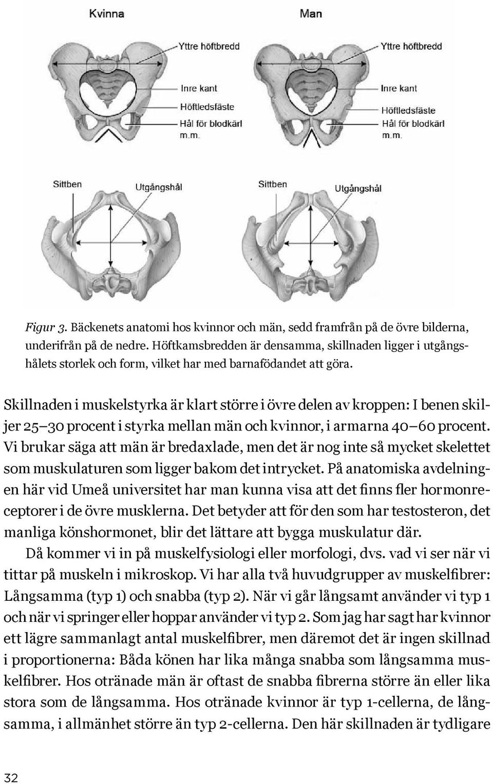 Skillnaden i muskelstyrka är klart större i övre delen av kroppen: I benen skiljer 25 30 procent i styrka mellan män och kvinnor, i armarna 40 60 procent.