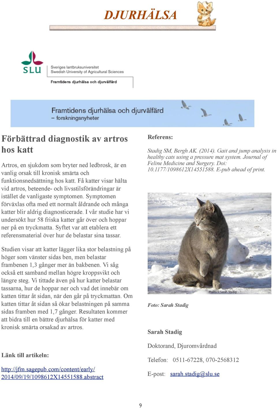 Symptomen förväxlas ofta med ett normalt åldrande och många katter blir aldrig diagnosticerade. I vår studie har vi undersökt hur 58 friska katter går över och hoppar ner på en tryckmatta.