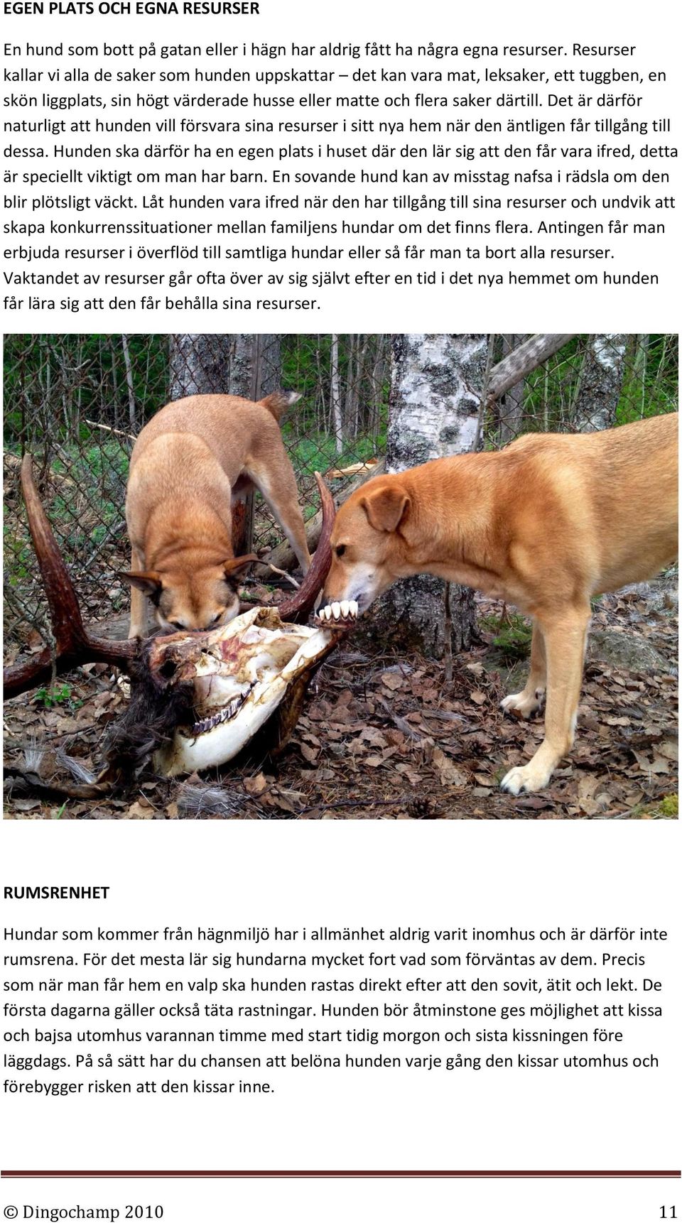 Det är därför naturligt att hunden vill försvara sina resurser i sitt nya hem när den äntligen får tillgång till dessa.