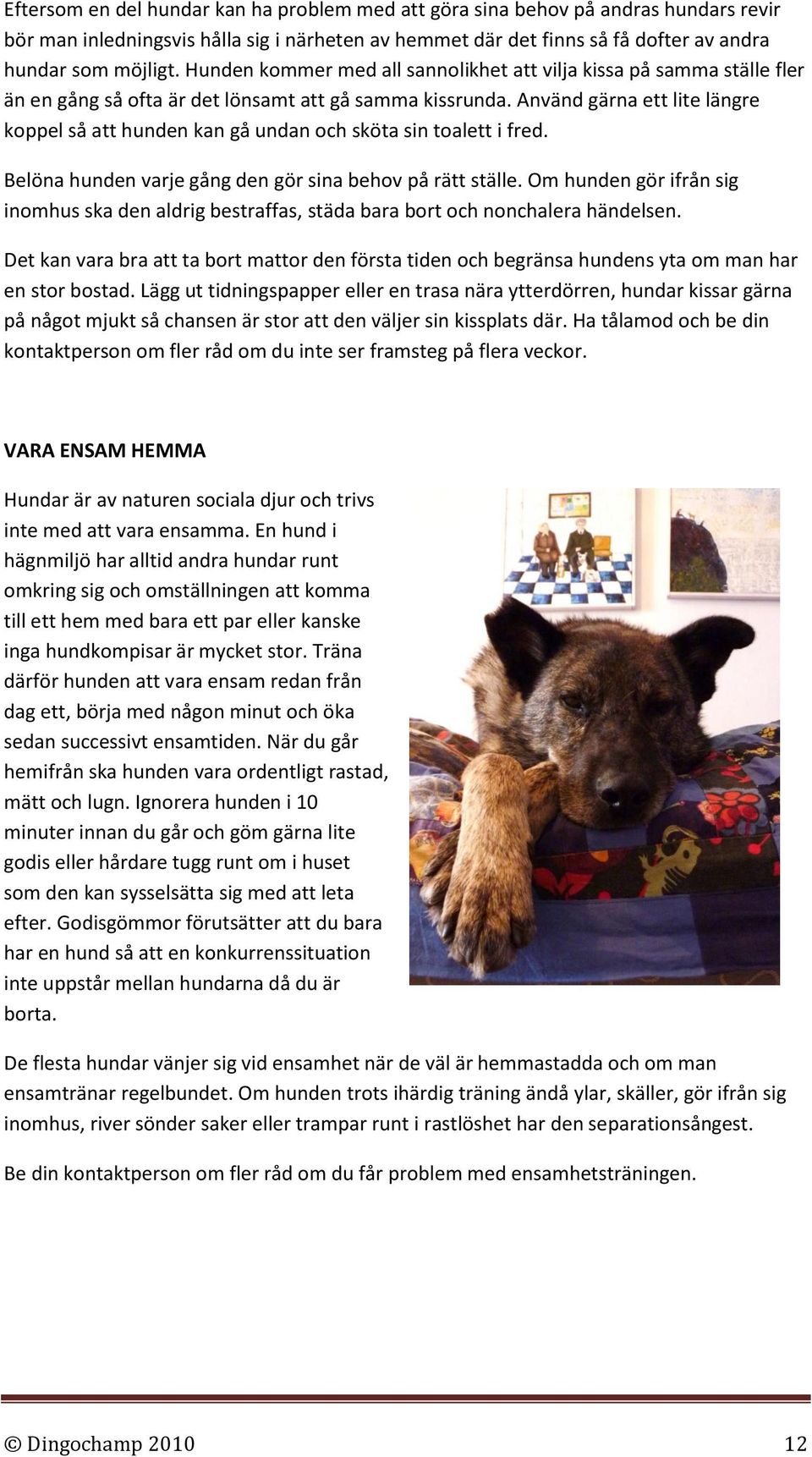 Använd gärna ett lite längre koppel så att hunden kan gå undan och sköta sin toalett i fred. Belöna hunden varje gång den gör sina behov på rätt ställe.